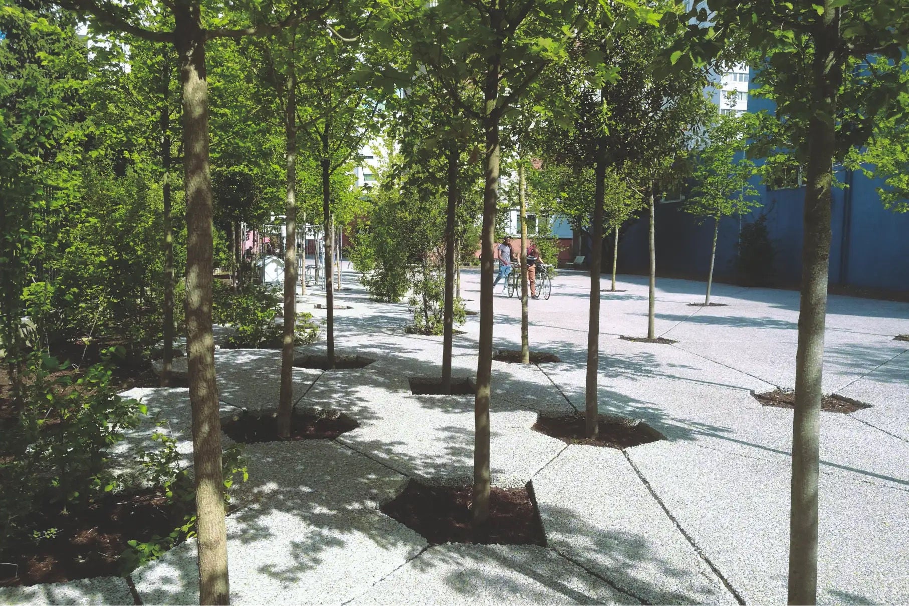 Concrete plaza, young trees planted among urban hardscape